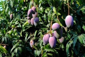 una fruta muy conocida por el mundo el mango