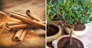 se puede cultivar es muy sencillo